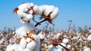Cabinet Approves ₹5,659 Crore Cotton Productivity Mission to Boost Cotton Sector